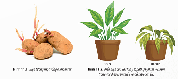 Lý thuyết Sinh 12 Chân trời sáng tạo Bài 11: Thực hành: Thí nghiệm về thường biển ở cây trồng