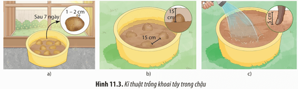 Lý thuyết Sinh 12 Chân trời sáng tạo Bài 11: Thực hành: Thí nghiệm về thường biển ở cây trồng