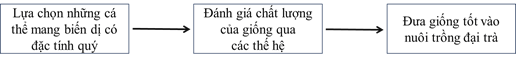 Lý thuyết Sinh 12 Chân trời sáng tạo Bài 12: Thành tựu chọn, tạo giống bằng phương pháp lai hữu tính