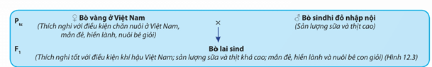 Lý thuyết Sinh 12 Chân trời sáng tạo Bài 12: Thành tựu chọn, tạo giống bằng phương pháp lai hữu tính