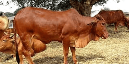 Lý thuyết Sinh 12 Chân trời sáng tạo Bài 12: Thành tựu chọn, tạo giống bằng phương pháp lai hữu tính