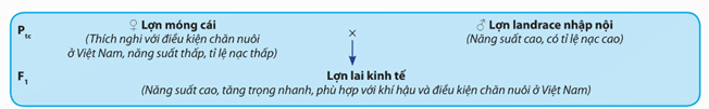 Lý thuyết Sinh 12 Chân trời sáng tạo Bài 12: Thành tựu chọn, tạo giống bằng phương pháp lai hữu tính