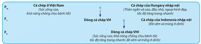Lý thuyết Sinh 12 Chân trời sáng tạo Bài 12: Thành tựu chọn, tạo giống bằng phương pháp lai hữu tính