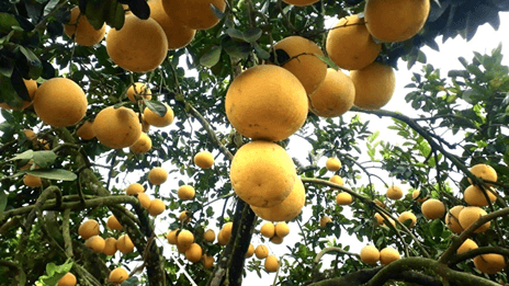 Lý thuyết Sinh 12 Chân trời sáng tạo Bài 12: Thành tựu chọn, tạo giống bằng phương pháp lai hữu tính