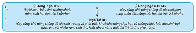 Lý thuyết Sinh 12 Chân trời sáng tạo Bài 12: Thành tựu chọn, tạo giống bằng phương pháp lai hữu tính