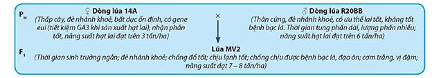 Lý thuyết Sinh 12 Chân trời sáng tạo Bài 12: Thành tựu chọn, tạo giống bằng phương pháp lai hữu tính