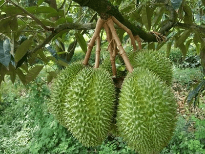 Lý thuyết Sinh 12 Chân trời sáng tạo Bài 12: Thành tựu chọn, tạo giống bằng phương pháp lai hữu tính