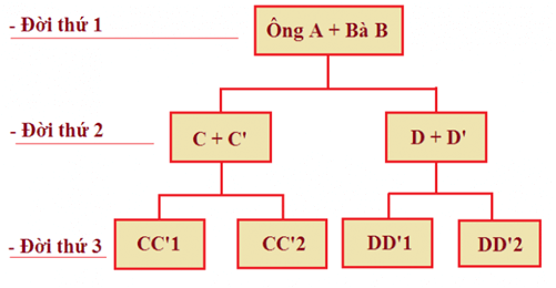Lý thuyết Sinh 12 Chân trời sáng tạo Bài 13: Di truyền quần thể