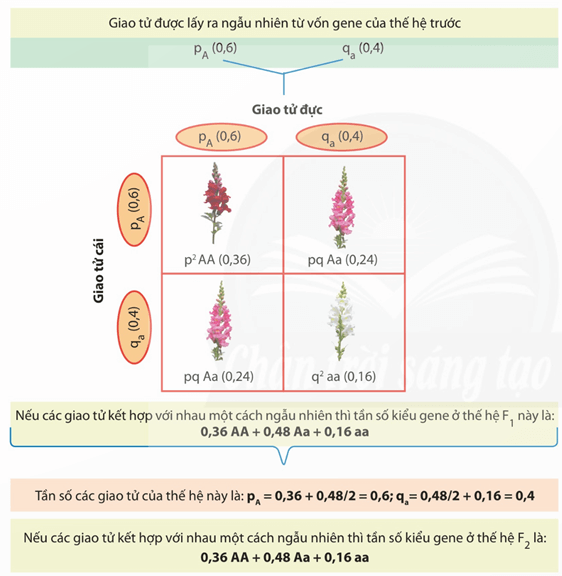 Lý thuyết Sinh 12 Chân trời sáng tạo Bài 13: Di truyền quần thể