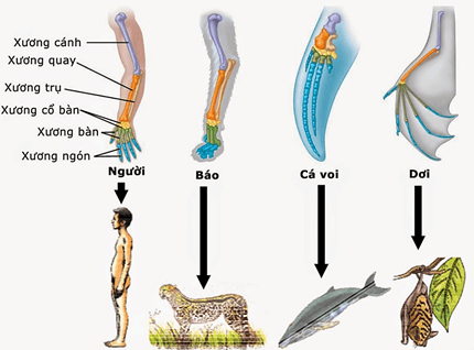 Lý thuyết Sinh 12 Chân trời sáng tạo Bài 15: Các bằng chứng tiến hoá