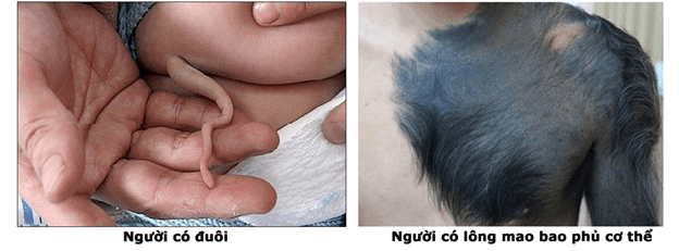 Lý thuyết Sinh 12 Chân trời sáng tạo Bài 15: Các bằng chứng tiến hoá