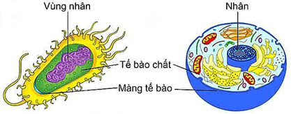 Lý thuyết Sinh 12 Chân trời sáng tạo Bài 15: Các bằng chứng tiến hoá
