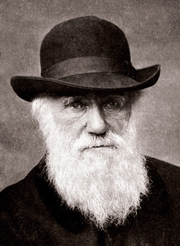 Lý thuyết Sinh 12 Chân trời sáng tạo Bài 16: Quan niệm của Darwin về chọn lọc tự nhiên và hình thành loài