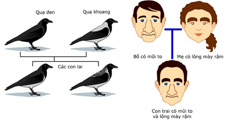 Lý thuyết Sinh 12 Chân trời sáng tạo Bài 16: Quan niệm của Darwin về chọn lọc tự nhiên và hình thành loài