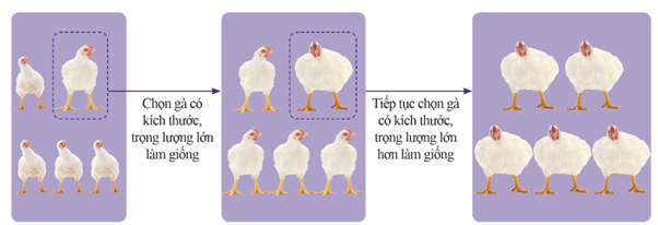 Lý thuyết Sinh 12 Chân trời sáng tạo Bài 16: Quan niệm của Darwin về chọn lọc tự nhiên và hình thành loài