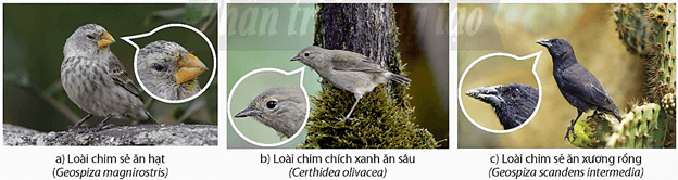 Lý thuyết Sinh 12 Chân trời sáng tạo Bài 16: Quan niệm của Darwin về chọn lọc tự nhiên và hình thành loài