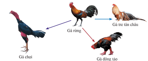 Lý thuyết Sinh 12 Chân trời sáng tạo Bài 16: Quan niệm của Darwin về chọn lọc tự nhiên và hình thành loài