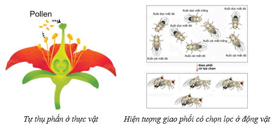 Lý thuyết Sinh 12 Chân trời sáng tạo Bài 17: Thuyết tiến hoá tổng hợp hiện đại