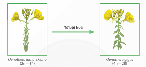 Lý thuyết Sinh 12 Chân trời sáng tạo Bài 17: Thuyết tiến hoá tổng hợp hiện đại