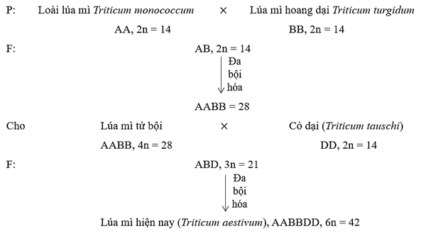 Lý thuyết Sinh 12 Chân trời sáng tạo Bài 17: Thuyết tiến hoá tổng hợp hiện đại
