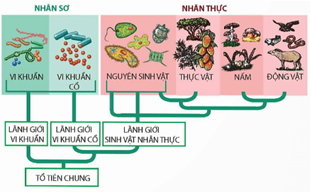 Lý thuyết Sinh 12 Chân trời sáng tạo Bài 17: Thuyết tiến hoá tổng hợp hiện đại