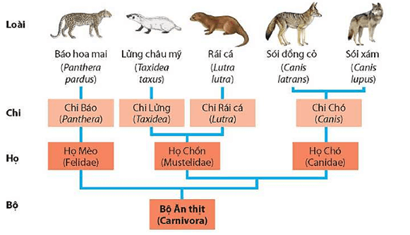 Lý thuyết Sinh 12 Chân trời sáng tạo Bài 17: Thuyết tiến =