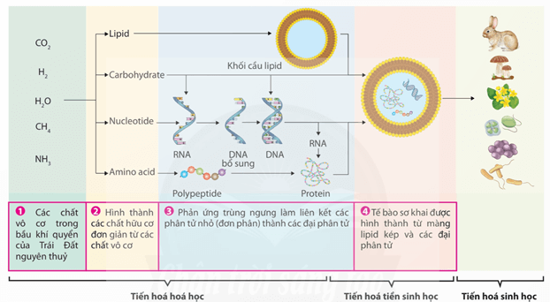 Lý thuyết Sinh 12 Chân trời sáng tạo Bài 18: Sự phát sinh sự sống