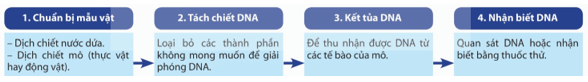 Lý thuyết Sinh 12 Chân trời sáng tạo Bài 2: Thực hành: Tách chiết DNA