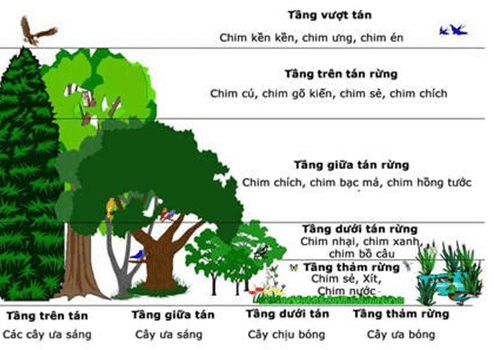 Lý thuyết Sinh 12 Chân trời sáng tạo Bài 20: Môi trường và các nhân tố sinh thái