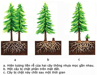 Lý thuyết Sinh 12 Chân trời sáng tạo Bài 21: Quần thể sinh vật