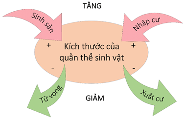Lý thuyết Sinh 12 Chân trời sáng tạo Bài 21: Quần thể sinh vật
