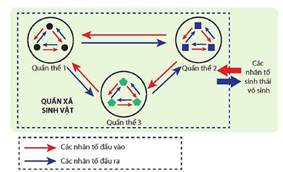 Lý thuyết Sinh 12 Chân trời sáng tạo Bài 23: Quần xã sinh vật