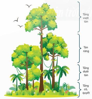 Lý thuyết Sinh 12 Chân trời sáng tạo Bài 23: Quần xã sinh vật