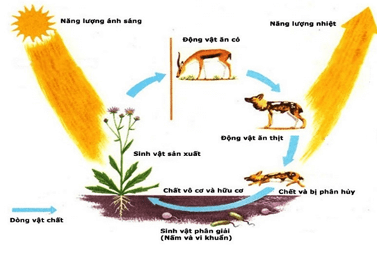 Lý thuyết Sinh 12 Chân trời sáng tạo Bài 23: Quần xã sinh vật
