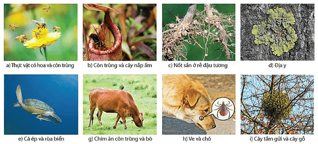 Lý thuyết Sinh 12 Chân trời sáng tạo Bài 23: Quần xã sinh vật