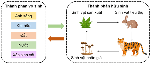 Lý thuyết Sinh 12 Chân trời sáng tạo Bài 25: Hệ sinh thái