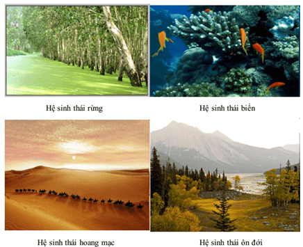Lý thuyết Sinh 12 Chân trời sáng tạo Bài 25: Hệ sinh thái