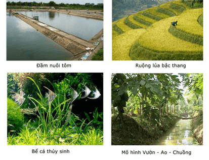 Lý thuyết Sinh 12 Chân trời sáng tạo Bài 25: Hệ sinh thái