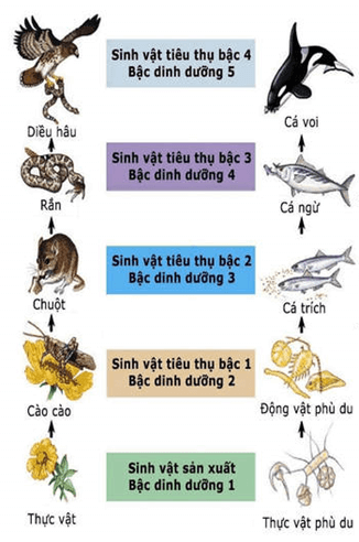 Lý thuyết Sinh 12 Chân trời sáng tạo Bài 25: Hệ sinh thái