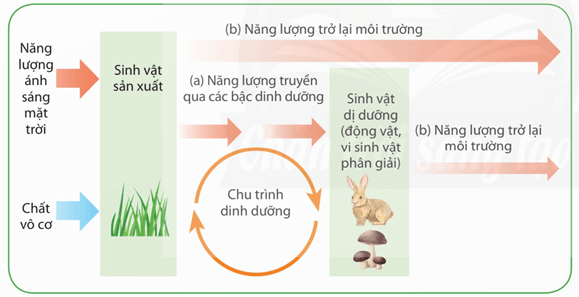 Lý thuyết Sinh 12 Chân trời sáng tạo Bài 25: Hệ sinh thái