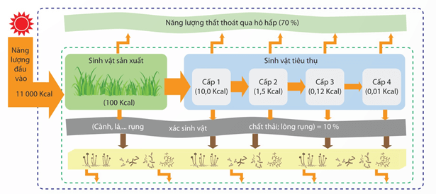 Lý thuyết Sinh 12 Chân trời sáng tạo Bài 25: Hệ sinh thái