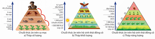 Lý thuyết Sinh 12 Chân trời sáng tạo Bài 25: Hệ sinh thái