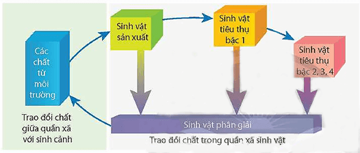 Lý thuyết Sinh 12 Chân trời sáng tạo Bài 25: Hệ sinh thái