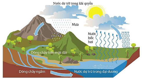 Lý thuyết Sinh 12 Chân trời sáng tạo Bài 25: Hệ sinh thái
