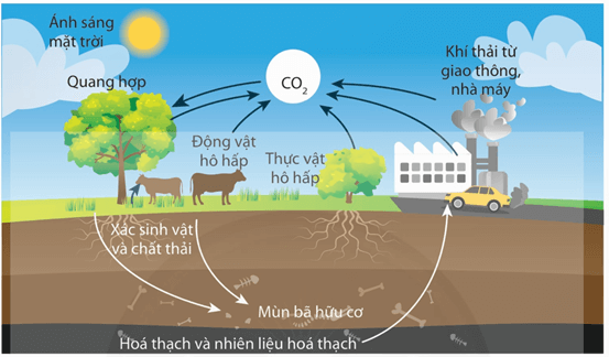 Lý thuyết Sinh 12 Chân trời sáng tạo Bài 25: Hệ sinh thái