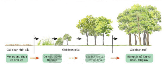 Lý thuyết Sinh 12 Chân trời sáng tạo Bài 25: Hệ sinh thái
