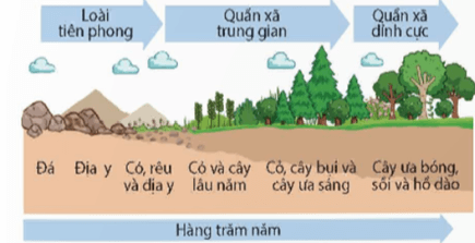 Lý thuyết Sinh 12 Chân trời sáng tạo Bài 25: Hệ sinh thái