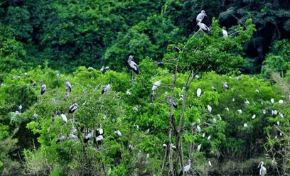 Lý thuyết Sinh 12 Chân trời sáng tạo Bài 25: Hệ sinh thái