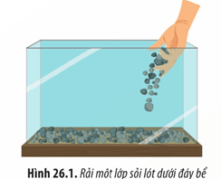 Lý thuyết Sinh 12 Chân trời sáng tạo Bài 26: Thực hành: Thiết kế hệ sinh thái