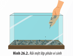 Lý thuyết Sinh 12 Chân trời sáng tạo Bài 26: Thực hành: Thiết kế hệ sinh thái